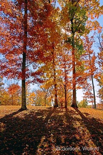 Backlit Autumn Trees_24548.jpg - Photographed along the Natchez Trace Parkway in Tennessee, USA.